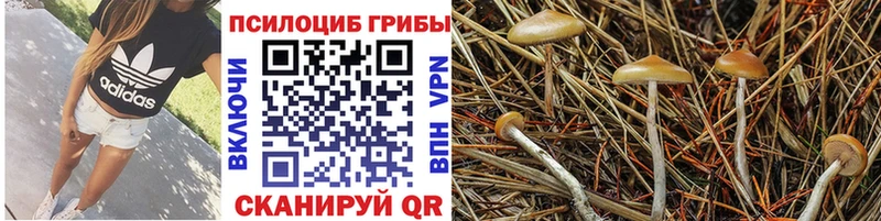 Псилоцибиновые грибы Psilocybine cubensis  Алдан 
